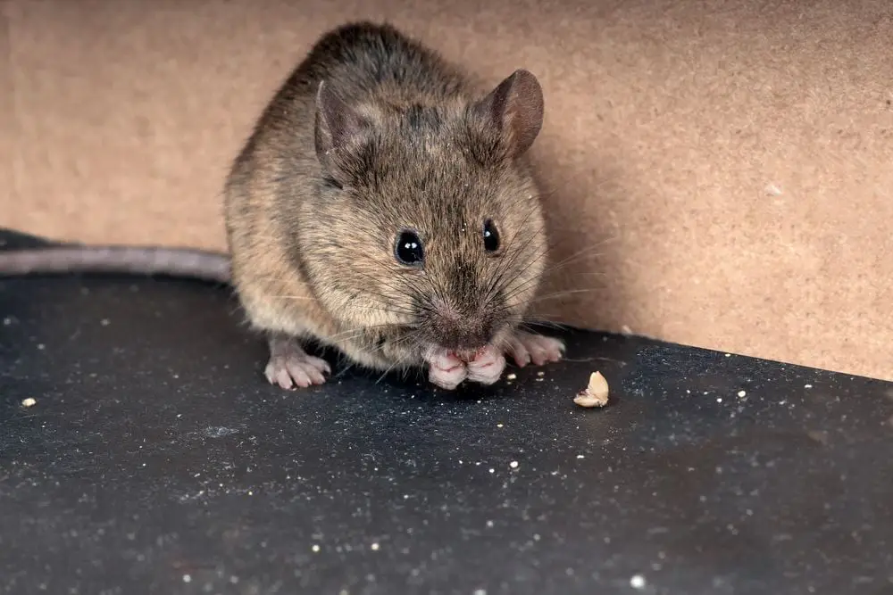 Rat Removal Sydney: How to Get Rid of Rats Without Harming Pets