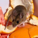 Mice Removal Sydney: 5 Preventive Tips That Actually Work