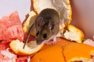 Mice Removal Sydney: 5 Preventive Tips That Actually Work