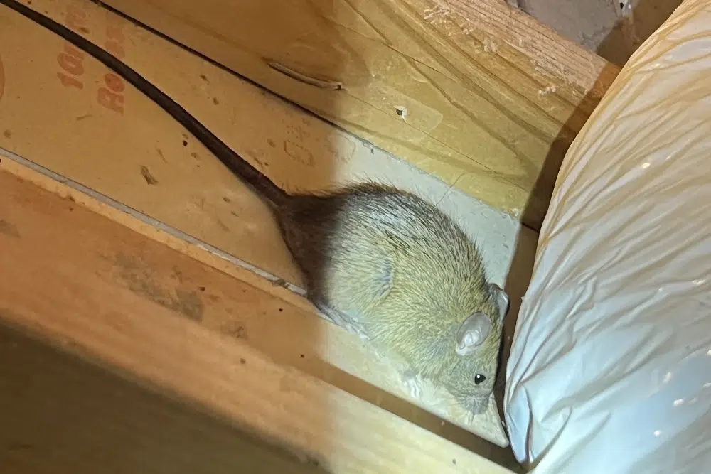 Mice Removal Sydney: 5 Preventive Tips That Actually Work