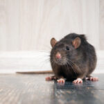 Rat Removal Sydney: How to Get Rid of Rats Without Harming Pets