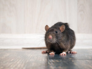 Rat Removal Sydney: How to Get Rid of Rats Without Harming Pets