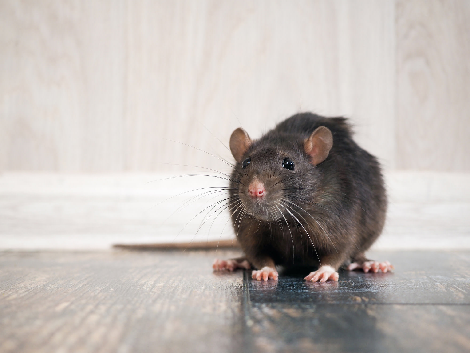 Rat Removal Sydney: How to Get Rid of Rats Without Harming Pets