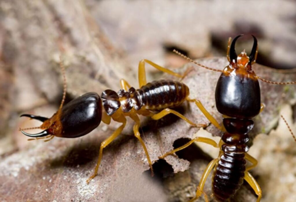 Pest and Termite Control
